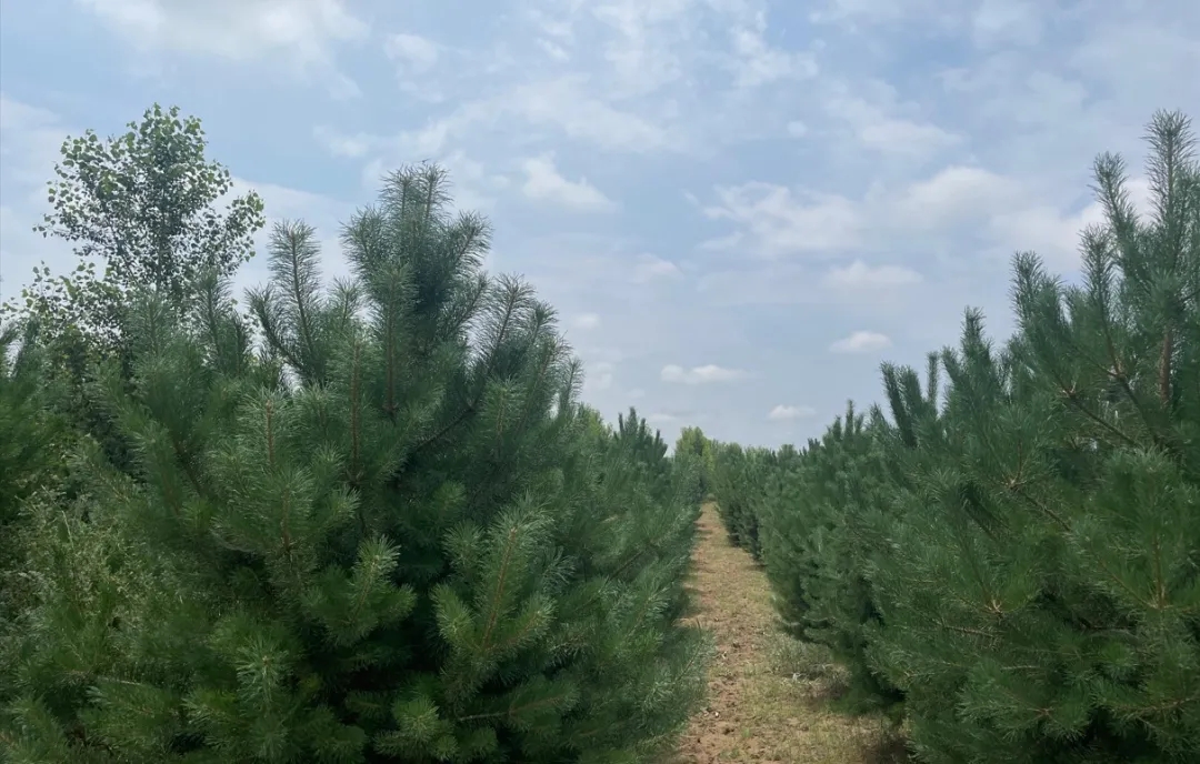 1719801199976735.jpg 640_wx_fmt=jpeg&from=appmsg&tp=webp&wxfrom=5&wx_lazy=1&wx_co=1.webp (1).jpg